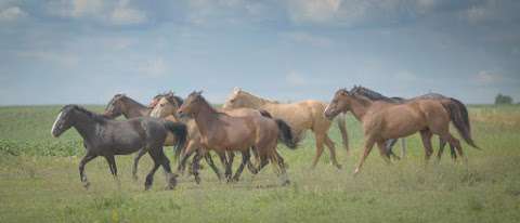 XL Mustang Ranch